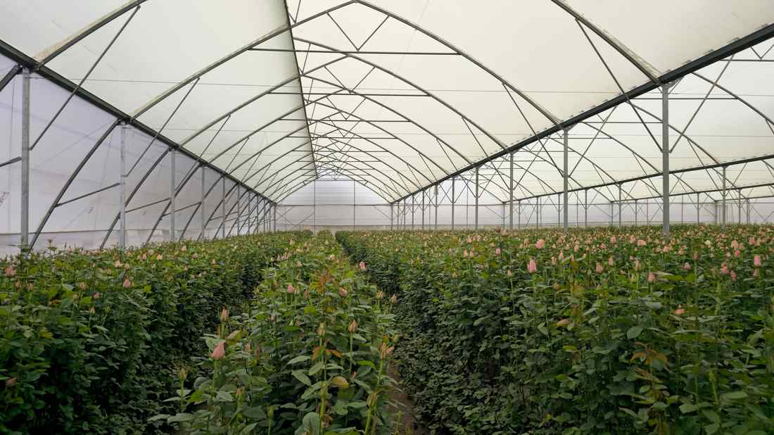 Africane Bloom greenhouse