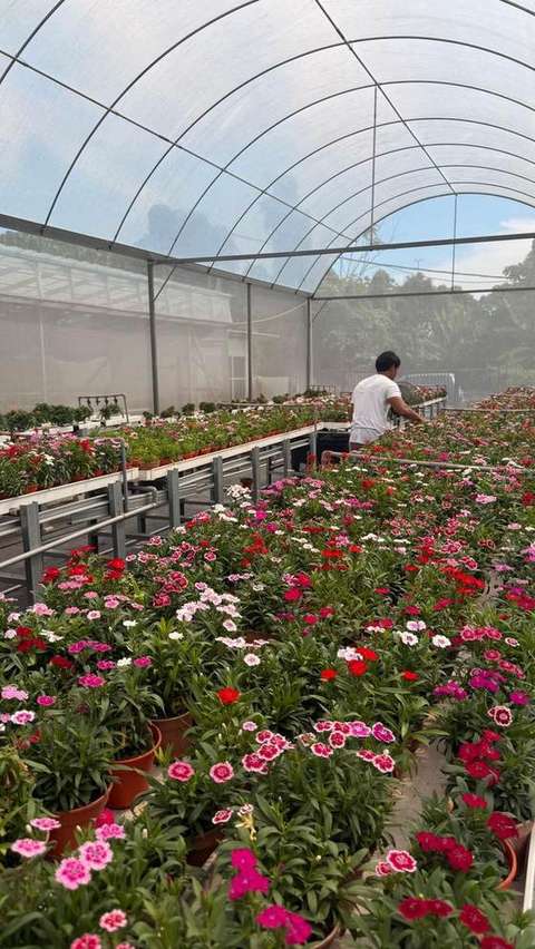 Africane Bloom greenhouse worker