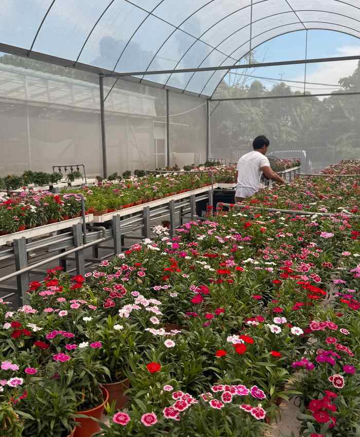 Kenya dianthus greenhouse