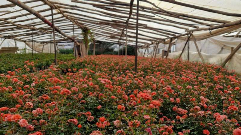 South America rose greenhouse