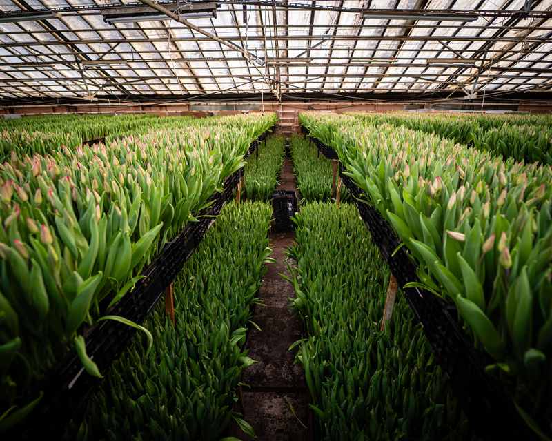South America tulip greenhouse