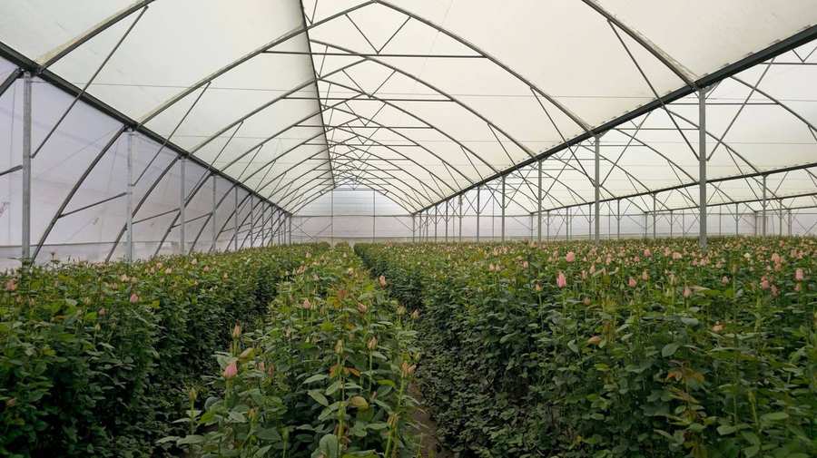 Rose greenhouse