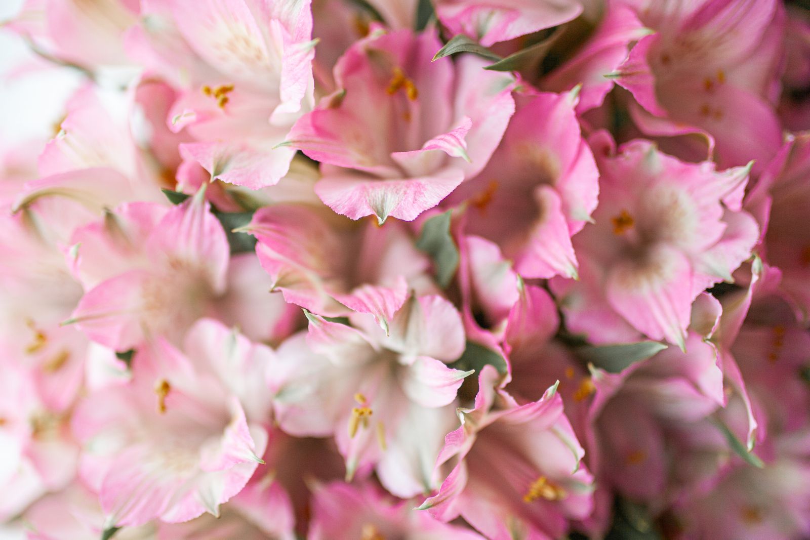 Alstroemeria