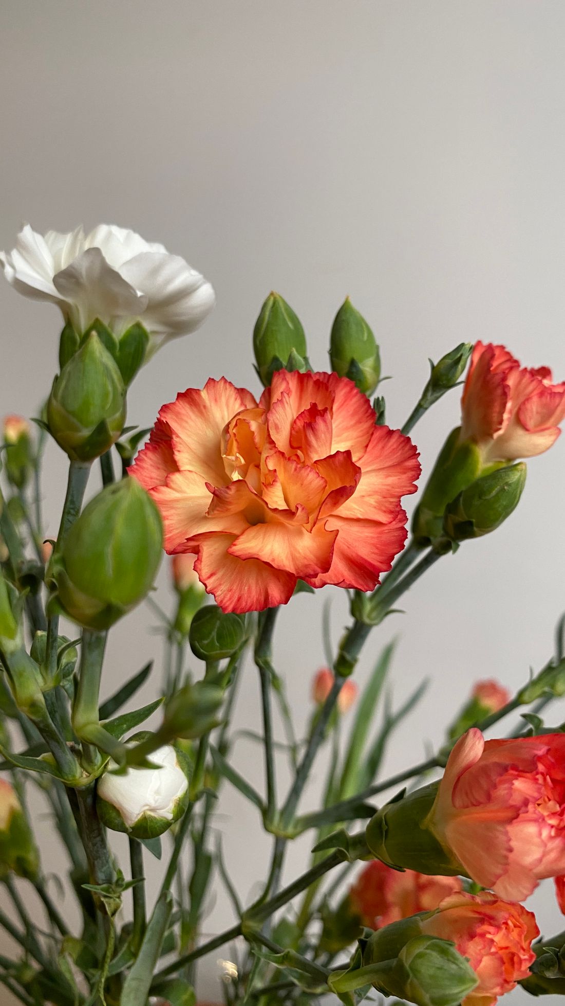 Carnations