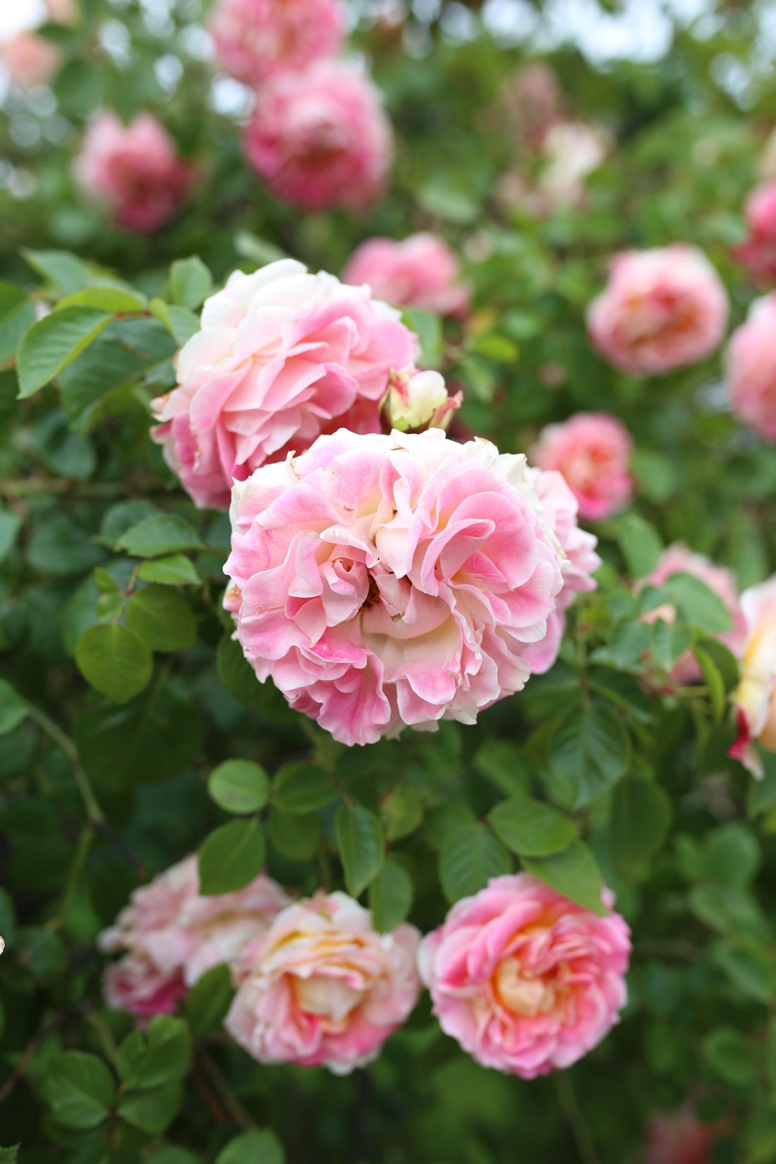 Garden Roses