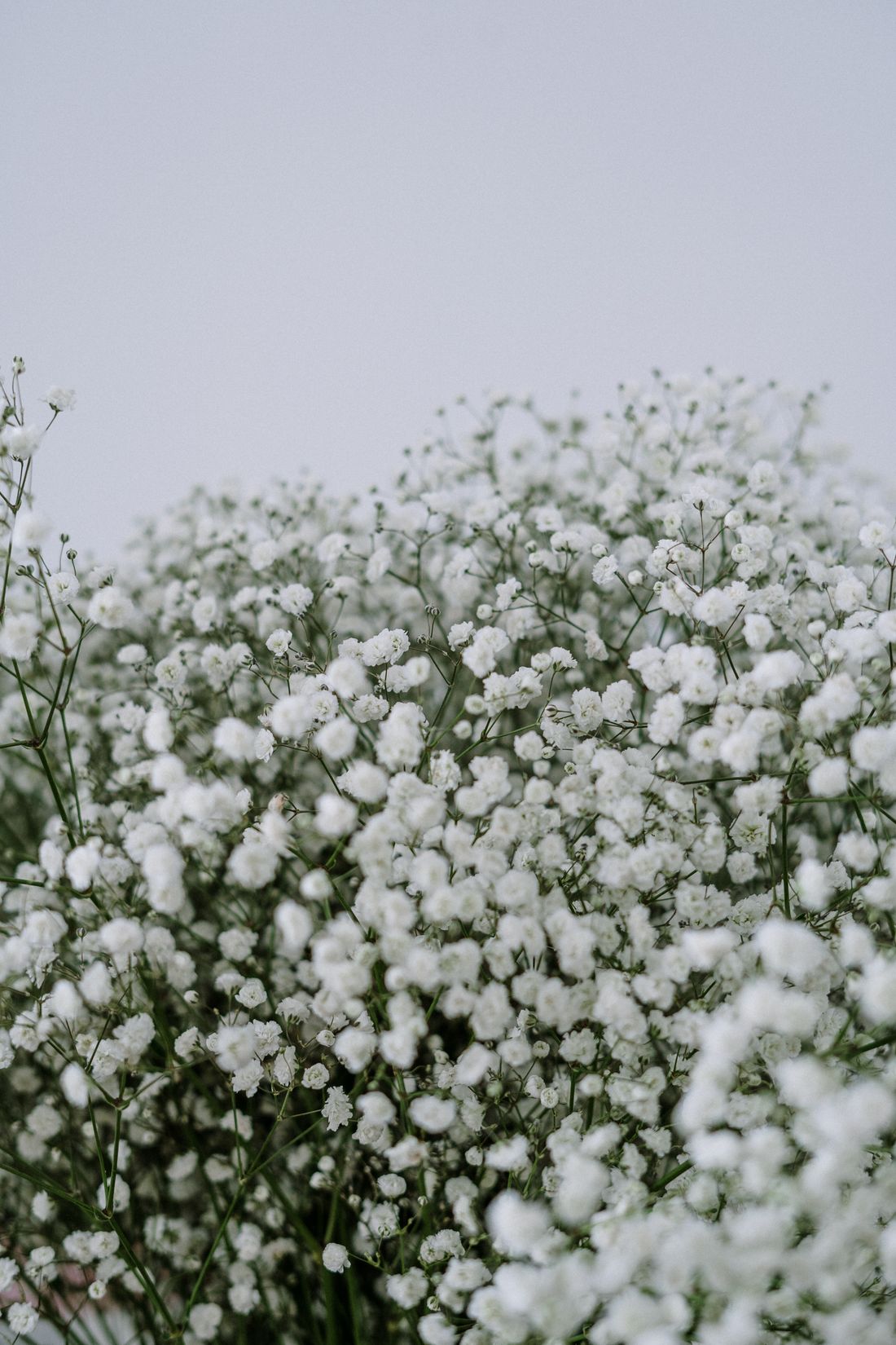 Gypsophila