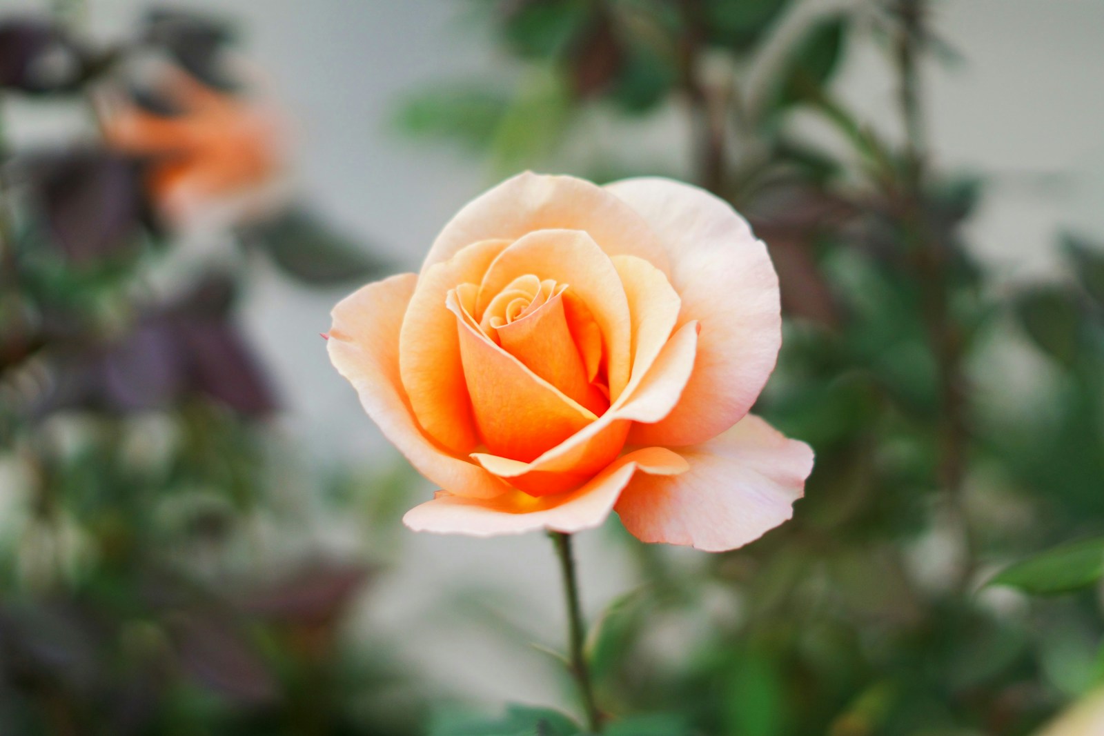 Roses