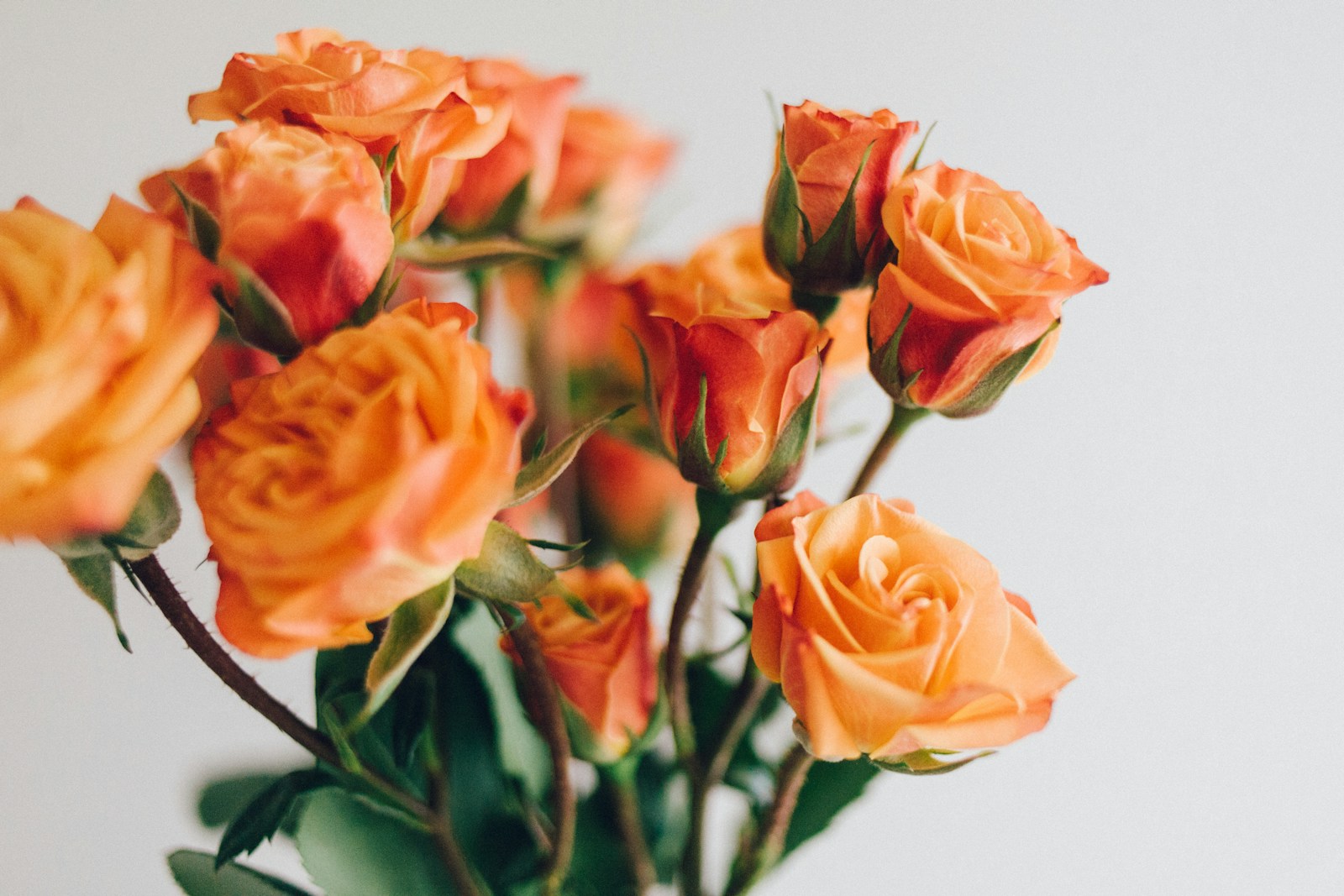 Spray Roses